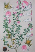 Digital improved high quality reproduction: Ononis repens or common restharrow is a plant species of the genus Ononis  /  Kriechende Hauhechel