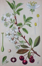 Digital improved high quality reproduction: Prunus cerasus