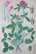 Digital improved high quality reproduction: Trifolium pratense