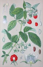 Digital improved high quality reproduction: Rubus idaeus