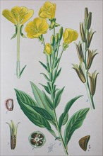 Digital improved high quality reproduction: Oenothera biennis