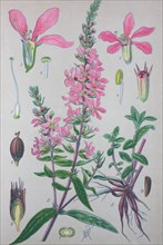 Digital improved high quality reproduction: Lythrum salicaria