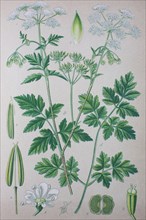 Digital improved high quality reproduction: Chaerophyllum temulum