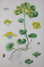 Digital improved high quality reproduction: Chrysosplenium alternifolium is a species of flowering plant in the saxifrage family known as the alternate-leaved golden-saxifrage  /  Wechselblättrige Mil...