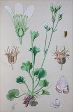 Digital improved high quality reproduction: Saxifraga granulata