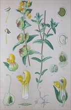 Digital improved high quality reproduction: Rhinanthus angustifolius or Greater Yellow-rattle is a Lamiales plant species of the genus Rhinanthus  /  Große Klappertopf