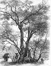 Ancient olive tree in southern France  /  Uralter Olivenbaum in Südfrankreich