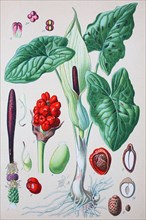 Arum maculatum is a common woodland plant species of the family Araceae. It is widespread across most of Europe