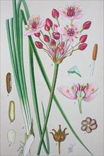 Butomus umbellatus is the Old World Palearctic and Asian plant species in the family Butomaceae. Common names include flowering rush or grass rush  /  Schwanenblume