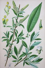 Salix amygdaloides