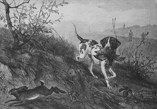 a hound carries a pheasant while a hare runs away  /  Ein Hund trägt einen Fasan