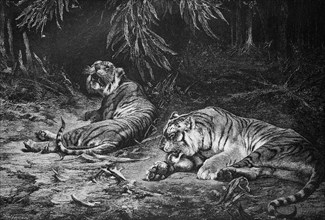 Bengal tiger is a Panthera tigris tigris population in the Indian subcontinent  /  Der Bengal-Tiger ist eine Population des Panthera-Tigris-Tigris auf dem indischen Subkontinent