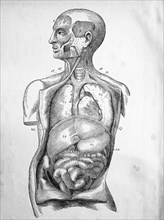 medical illustration of human organs from 1880  /  medizinische Darstellung menschlicher Organe von 1880