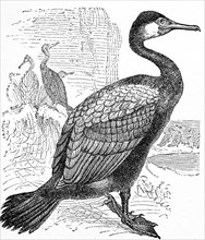 Great black cormorant  /  Kormoran