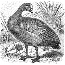 Cape Barren goose