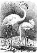 Greater flamingo  /  großer Flamingo