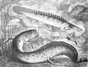 Nile bichir and West African lungfish