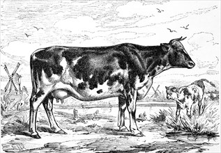 cattle breed