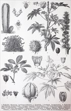 various Euphorbiales