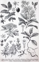 Various plants