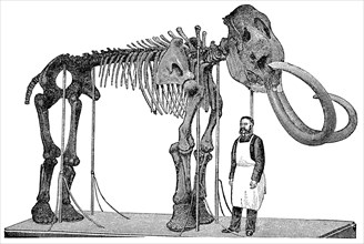 Skeleton of a mammoth