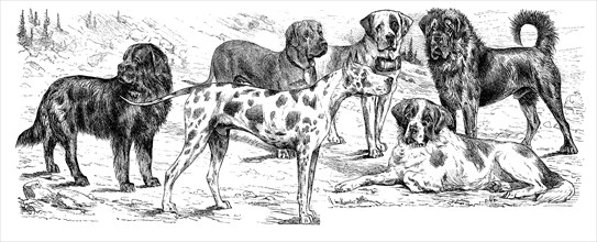 various breed of dogs