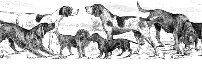 various breed of dogs