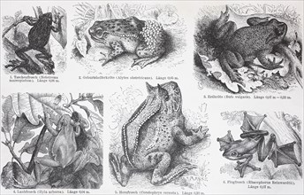 different frogs and toads