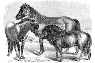 Horse breed