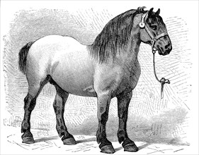 Horse breed