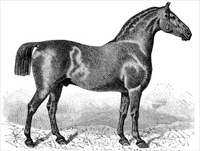 horse breed