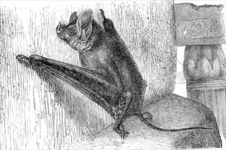 greater mouse-tailed bat