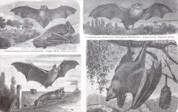 different bats