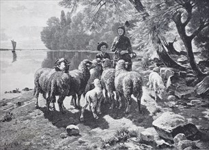 sheeps at Lake Constance
