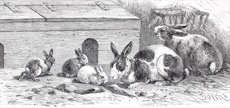 domestic or domesticated rabbit