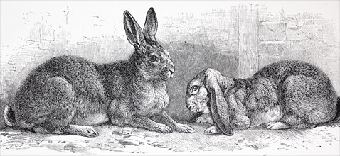 Flemish Giant rabbit and widder rabbit
