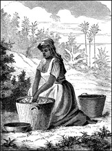 Woman farmer from Venezuela