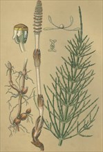 Medicinal plant Horsetail