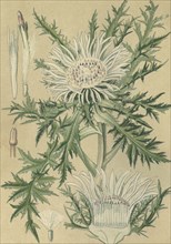 Medicinal plant Carline thistle