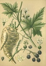 Medicinal plant byronia