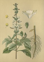 Medicinal plant Basil