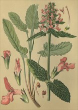 Medicinal plant Betony