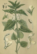 Medicinal plant white dead nettle