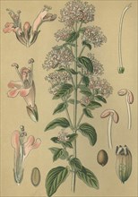 Medicinal plant wild majoram