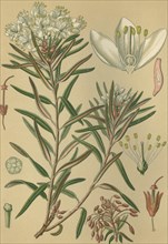 Medicinal plant Rhododendron tomentosum