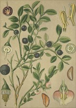 Medicinal plant billberry