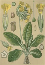 Medicinal plant Cowslip