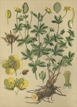 Medicinal plant Bloodroot