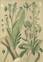 Medicinal plant horse-radish