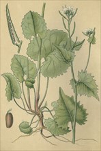 Medicinal plant Flixweed
